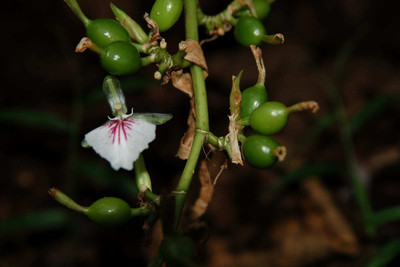 KUNUBON Elaichi/Cardamom Plant(Hybrid, Pack of 1)