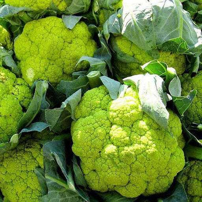green cauliflower seed Cabbage(Hybrid, Pack of 40)