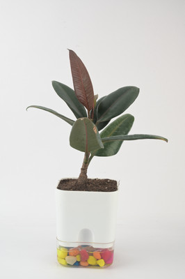 AVR with Happiness inhouse Areca Palm(Pack of 1)