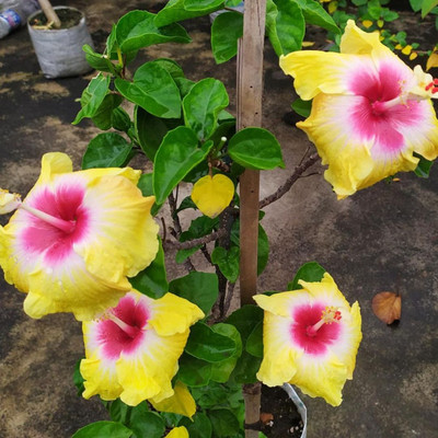 BAGAN BARI Hibiscus Gudhal Flower Plant(Hybrid, Pack of 1)