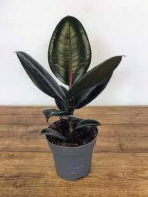 GreenyOn Rubber Tree(Hybrid, Pack of 1)