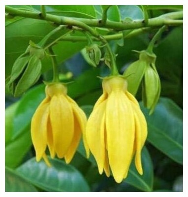 Treeicks Golden Champa Plant(Hybrid, Pack of 1)