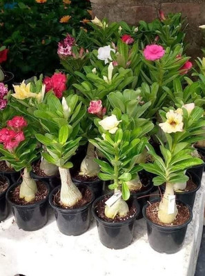 MsGreenNursery Adenium Plant(Hybrid, Pack of 1)