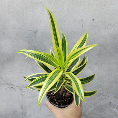 Samarthgreens Song Of India Plant(Hybrid, Pack of 1)