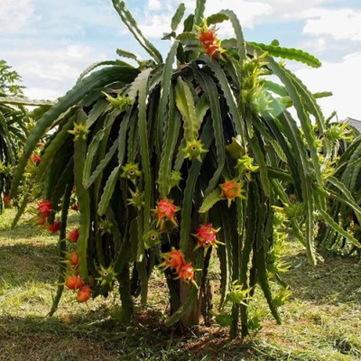 Cloud Farm Dragon Tree(Hybrid, Pack of 1)