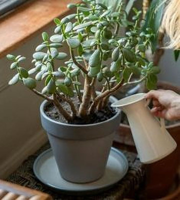 LeafLinkPlants Jade Plant(Hybrid, Pack of 1)