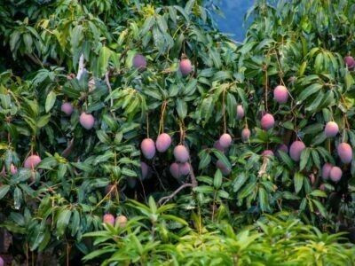 Oxygreenplant Mango Plant(Hybrid, Pack of 1)