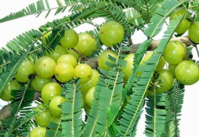 Agroholic Traders Amla Plant(Hybrid, Pack of 1)
