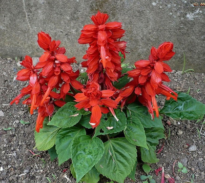 Paudha Salvia Red Seed(26 per packet)