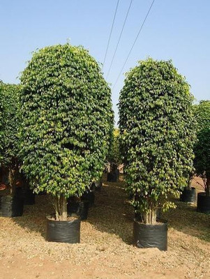 Cloud Farm Ficus Plant(Hybrid, Pack of 1)