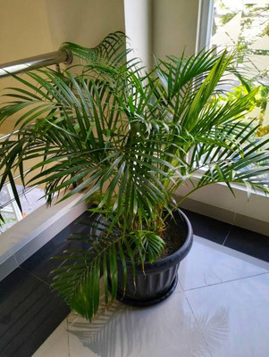 MAMONI TRADERS Areca Plam(Hybrid, Pack of 1)