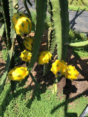 ABEFARIYA Dragon Tree(Hybrid, Pack of 1)
