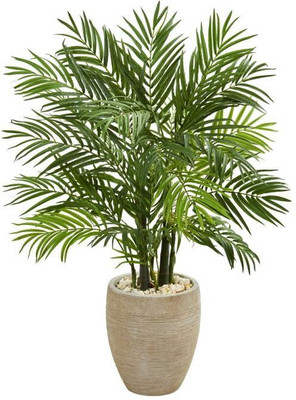 ABEFARIYA Areca Palm(Hybrid, Pack of 1)
