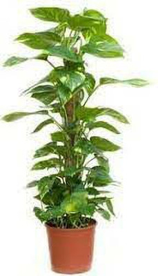 Cloud Farm Money Plant(Hybrid, Pack of 1)
