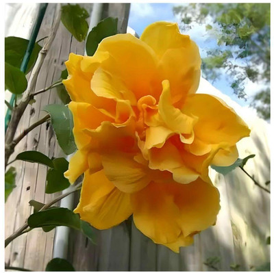 Cloud Farm Hibiscus Plant(Hybrid, Pack of 1)