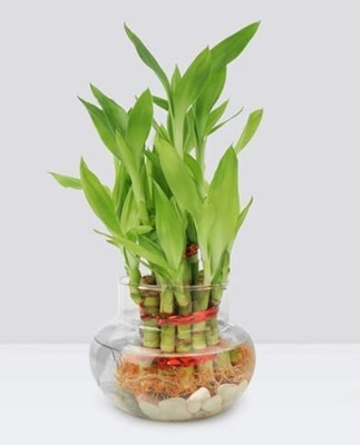 Nursery Hub Two Layer Bamboo Plant(Hybrid, Pack of 1)