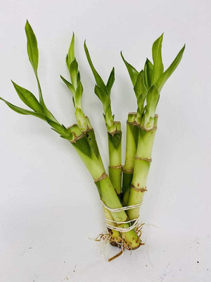 SHINUEVERGREEN Two Layer Bamboo Plant(Hybrid, Pack of 1)