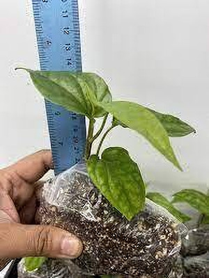 GreenyOn Betel Leaf Plant(Hybrid, Pack of 1)