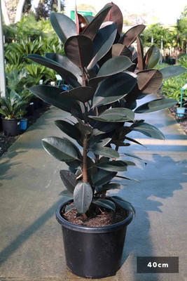 fuegoasiss Rubber Tree(Hybrid, Pack of 1)