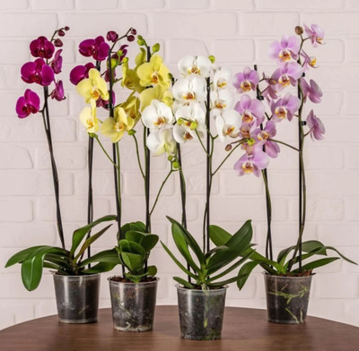 Cloud Farm Lily Plant(Hybrid, Pack of 4)