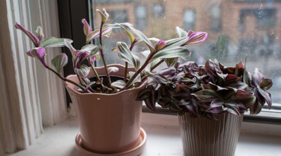 My Dream Nursery Wandering Jew Plant(Hybrid, Pack of 1)