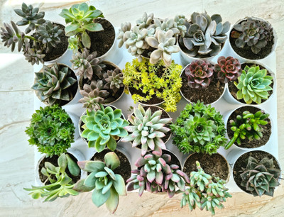 FarmStorey Echeveria Plant, Sedum Plant(Hybrid, Pack of 20)