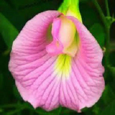 SKDIPAK Aparajita/ Butterfly Pea Plant(Hybrid, Pack of 1)