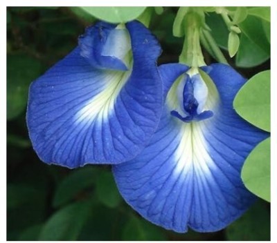 Treeicks Aparajita/ Butterfly Pea Plant(Hybrid, Pack of 1)