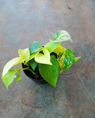 AFARTIOBINA Money Plant(Hybrid, Pack of 1)