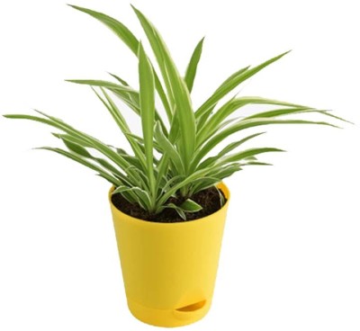 GreenyOn Spider Plant(Hybrid, Pack of 1)