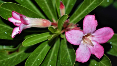 Platone Adenium Plant(Hybrid, Pack of 1)