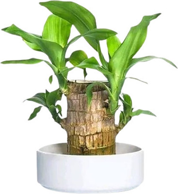 Cloud Farm Bamboo Palm Plant(Hybrid, Pack of 1)