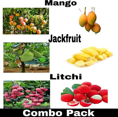 Leafyjoy Mango Plant, Jackfruit Plant, Litchi Plant(Hybrid, Pack of 3)