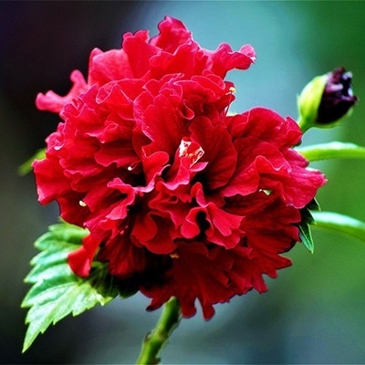 Bakuchi Hibiscus Plant(Hybrid, Pack of 1)