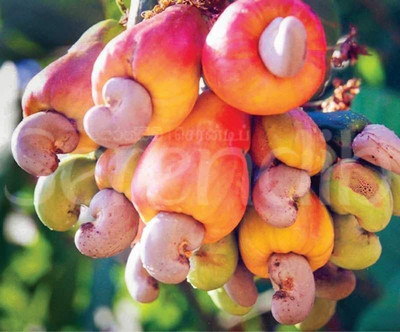 Nurseryfriend Cashew Apple Plant(Hybrid, Pack of 1)