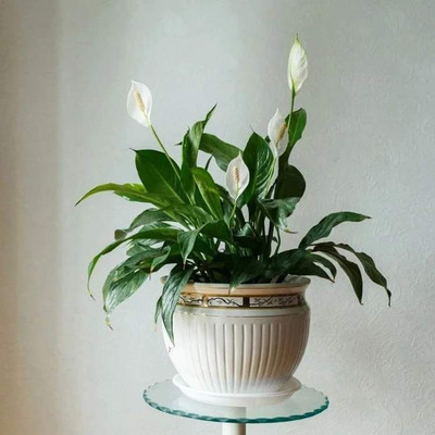 KNursery Peace Lily Plant(Hybrid, Pack of 1)