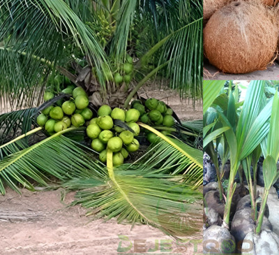 tutkitu Coconut Plant(Hybrid, Pack of 1)