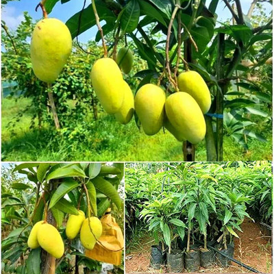 priyashitaNursery Mango Plant(Hybrid, Pack of 1)