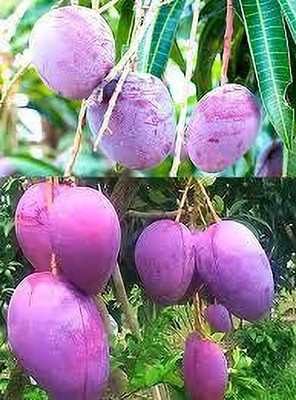 Fruitful Mango Plant(Hybrid, Pack of 1)