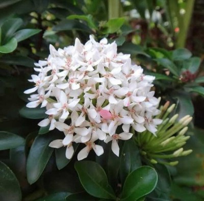 My Dream Nursery Ixora Mini Pink Flowering Plant(Hybrid, Pack of 1)