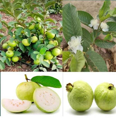 YourPlant Guava Plant(Hybrid, Pack of 1)
