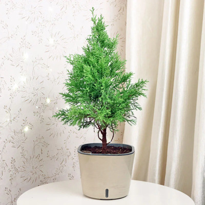 GreenyOn Christmas Tree Plant(Hybrid, Pack of 1)