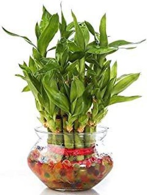 BALA PLANT CREATION Two Layer Bamboo Plant(Hybrid, Pack of 1)