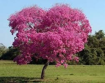 KUMUBON Tabebuia rosea(Hybrid, Pack of 1)