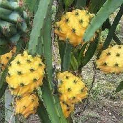 PickPlant Dragon Tree(Hybrid, Pack of 1)