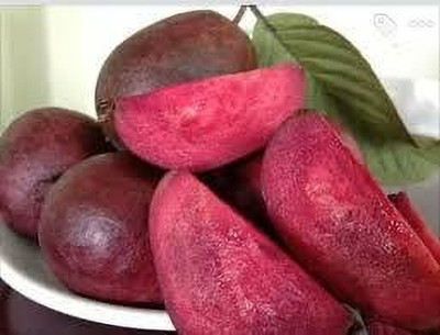 thai poli guava Guava Plant(Hybrid, Pack of 1)