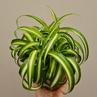 EliteGreen Spider Plant(Hybrid, Pack of 1)