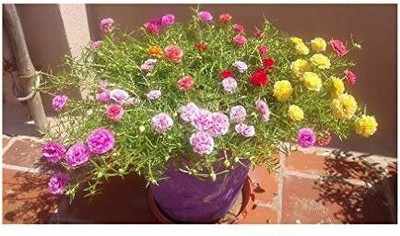 EVY Portulaca Plant(Hybrid, Pack of 1)