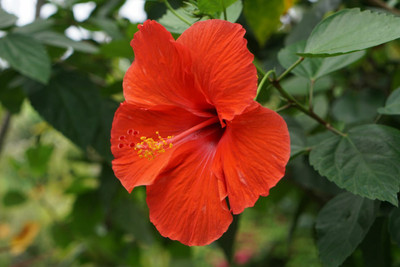 ANUSHKA GREEN BLISS Hibiscus Plant(Hybrid, Pack of 1)