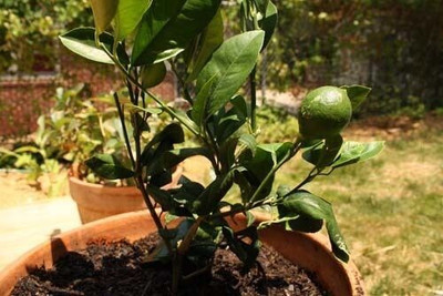 Bakuchi Lemon Plant(Hybrid, Pack of 1)